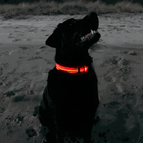 GlowPaw™ – Leuchtendes LED-Hundehalsband für sichere Abendspaziergänge [50% Rabatt]