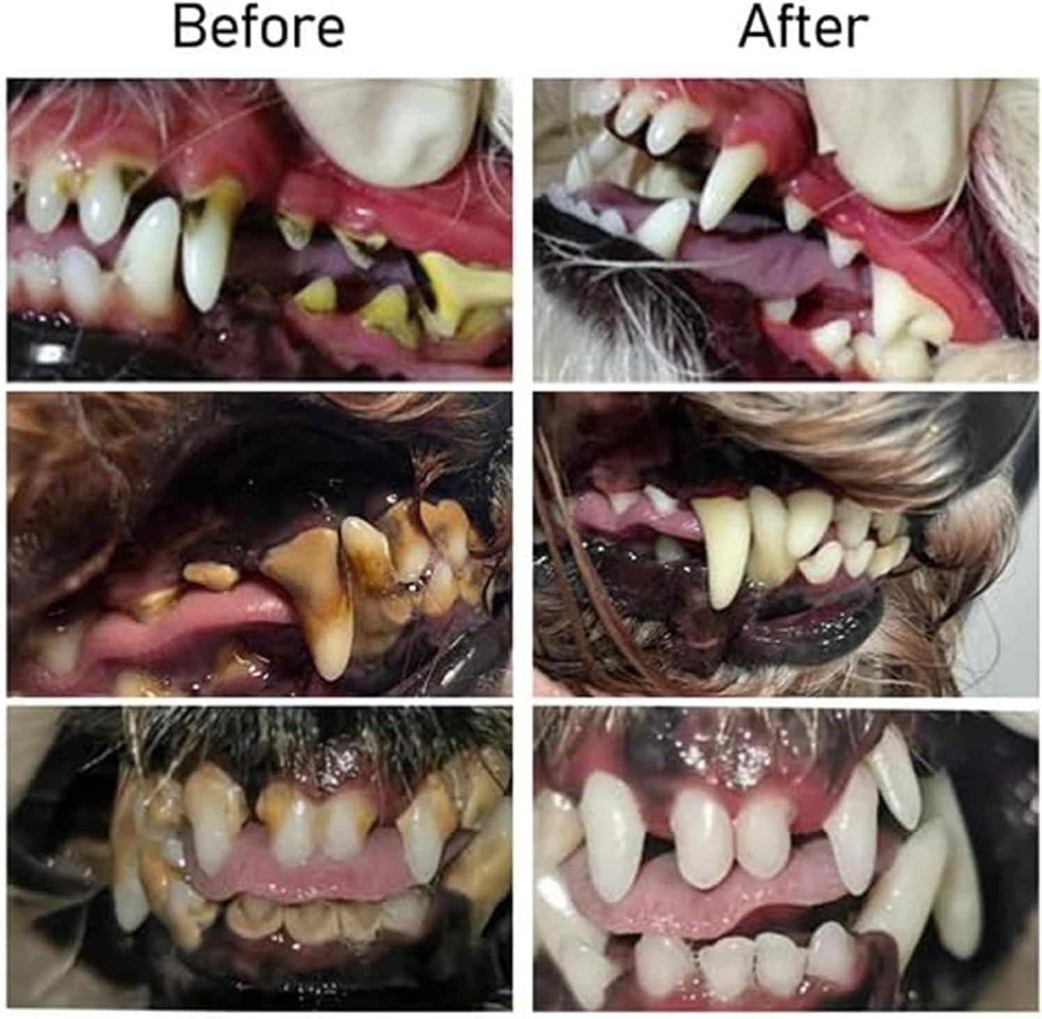 OralGlow™ – Die ultimative Lösung für gesunde Zähne & frischen Atem Ihres Haustiers [1 + 1 Gratis]