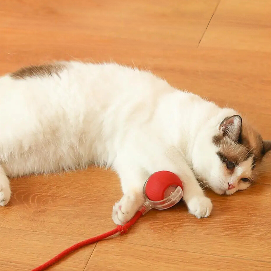 CatBall™ - Interaktiver Spielball mit Schwanz für Katzen [1 + 1 Gratis]