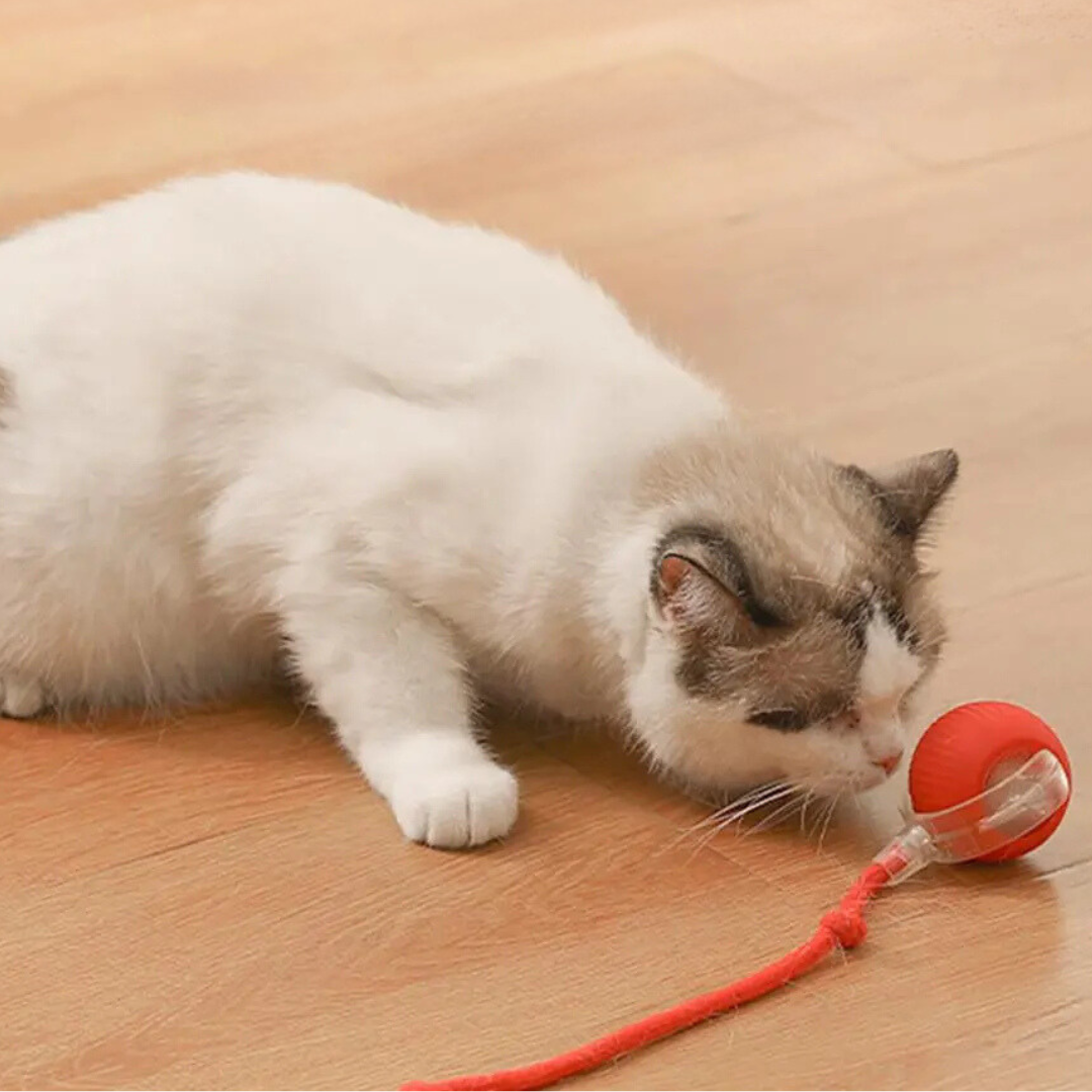CatBall™ - Interaktiver Spielball mit Schwanz für Katzen [1 + 1 Gratis]